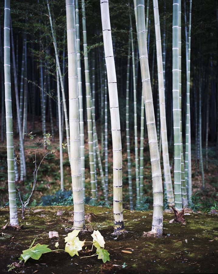 Miriam Künzli - Portfolio